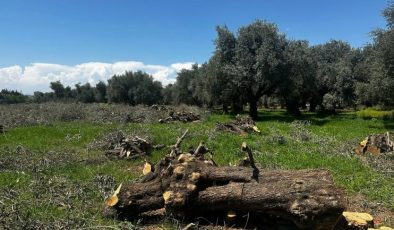 Zeytin bahçeleri imara, ranta, betona yenik düştüler…