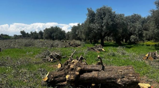 Zeytin bahçeleri imara, ranta, betona yenik düştüler…